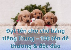 dat-ten-cho-cho-bang-tieng-trung