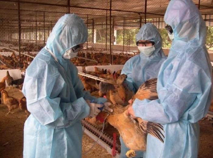 Biết các từ vựng tiếng Trung chủ đề chăn nuôi giúp bạn biết cách phòng, điều trị bệnh hiệu quả cho gia súc, gia cầm