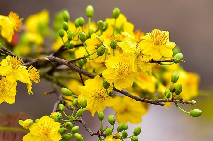 50+ từ vựng tiếng Trung chủ đề mùa xuân thông dụng nhất 3 Các từ vựng tiếng Trung về mùa xuân giúp diễn tả trọn vẻ đẹp thiên nhiên