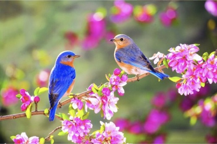 50+ từ vựng tiếng Trung chủ đề mùa xuân thông dụng nhất 4 Từ vựng tiếng Trung chủ đề mùa xuân giúp diễn đạt dễ dàng hơn